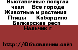 Выставочные попугаи чехи  - Все города Животные и растения » Птицы   . Кабардино-Балкарская респ.,Нальчик г.